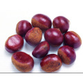 New Crop Fresh Chestnut